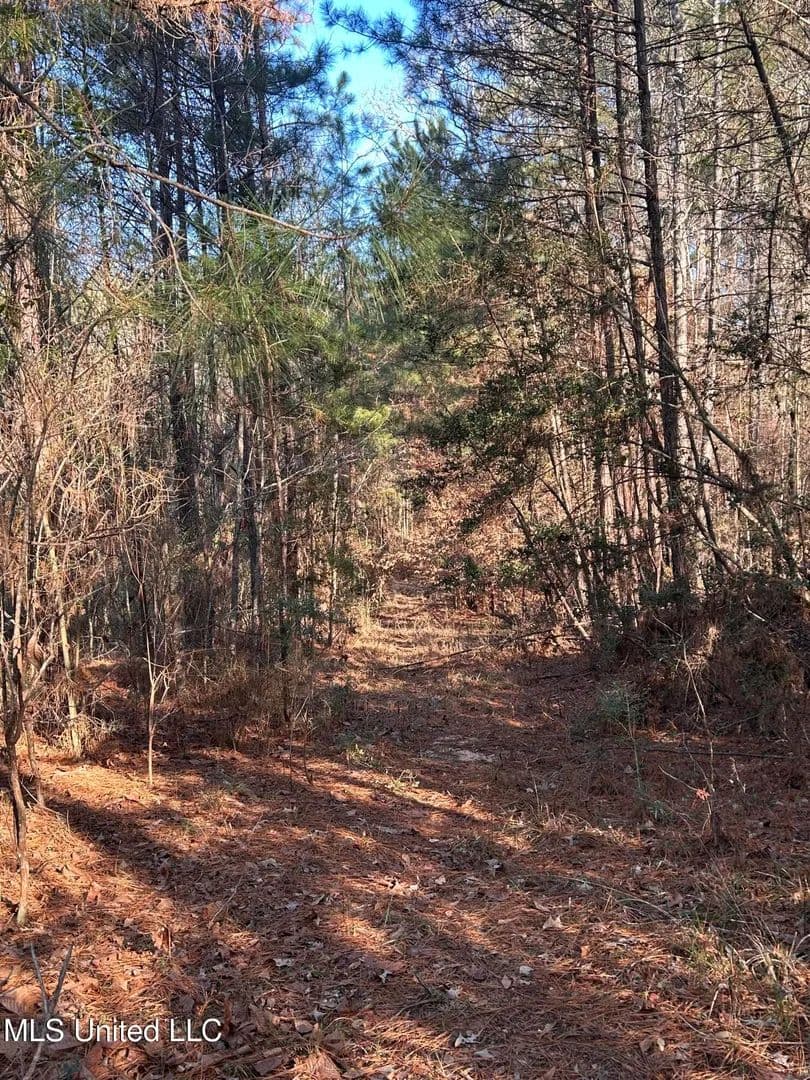36.84 acres near Wesson, Mississippi in Wesson, Mississippi - photo 7