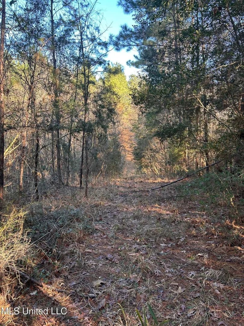 36.84 acres near Wesson, Mississippi in Wesson, Mississippi - photo 8