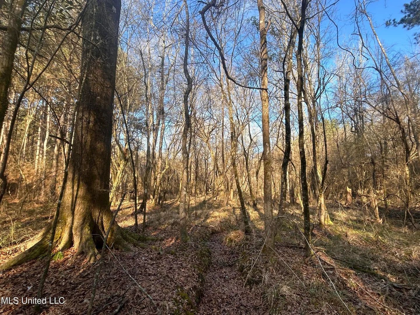 36.84 acres near Wesson, Mississippi in Wesson, Mississippi - photo 3