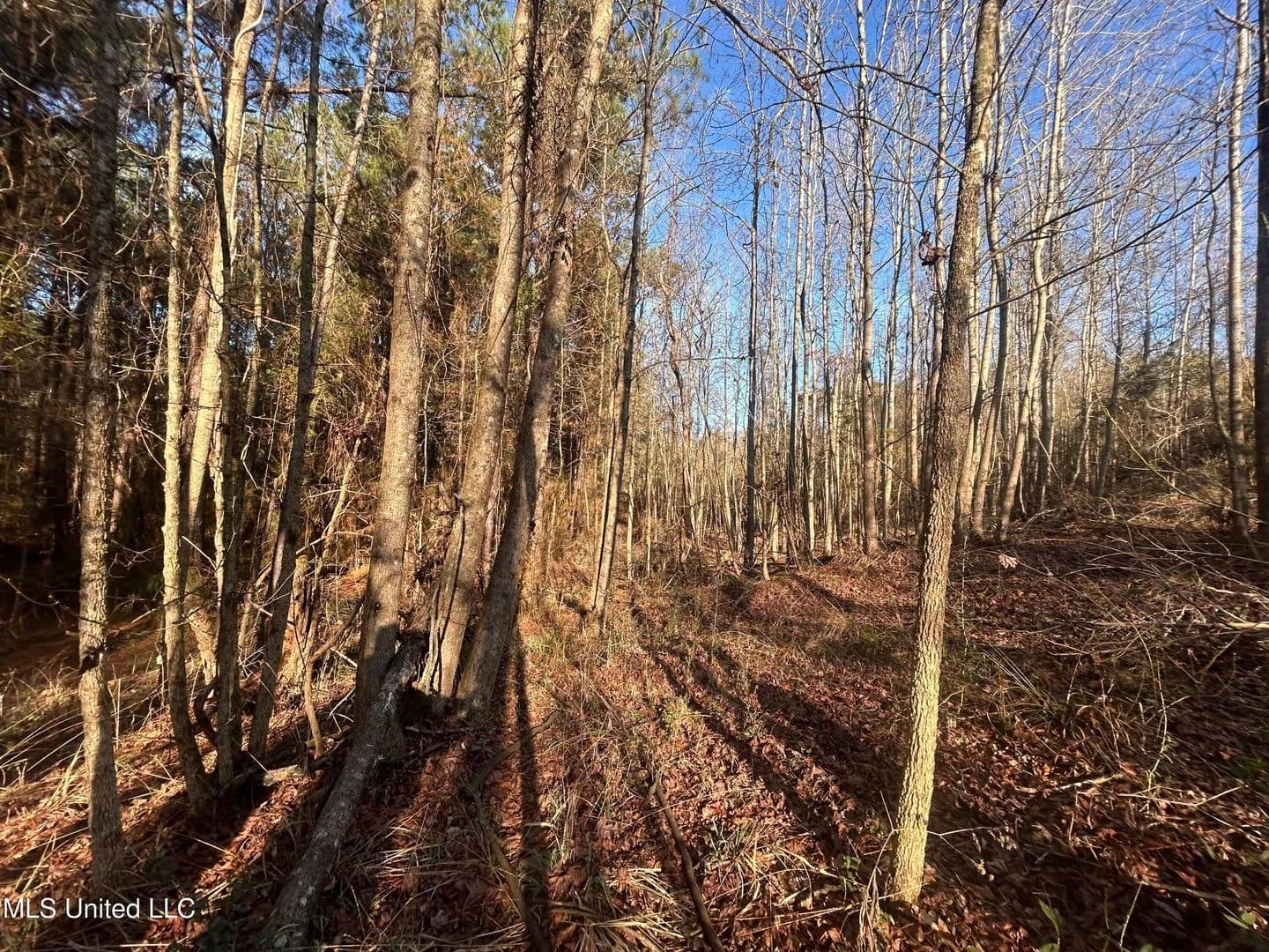36.84 acres near Wesson, Mississippi in Wesson, Mississippi - photo 4