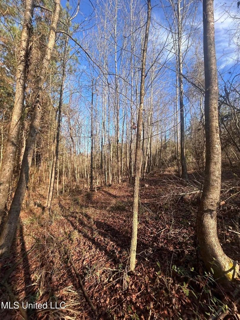 36.84 acres near Wesson, Mississippi in Wesson, Mississippi - photo 5