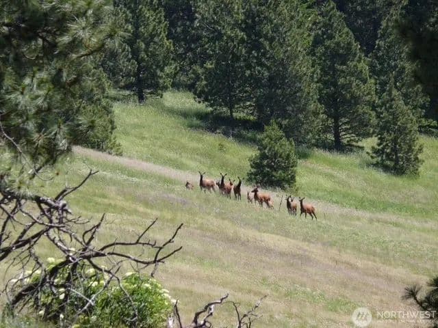 Dixie Mountain Retreat - land for sale