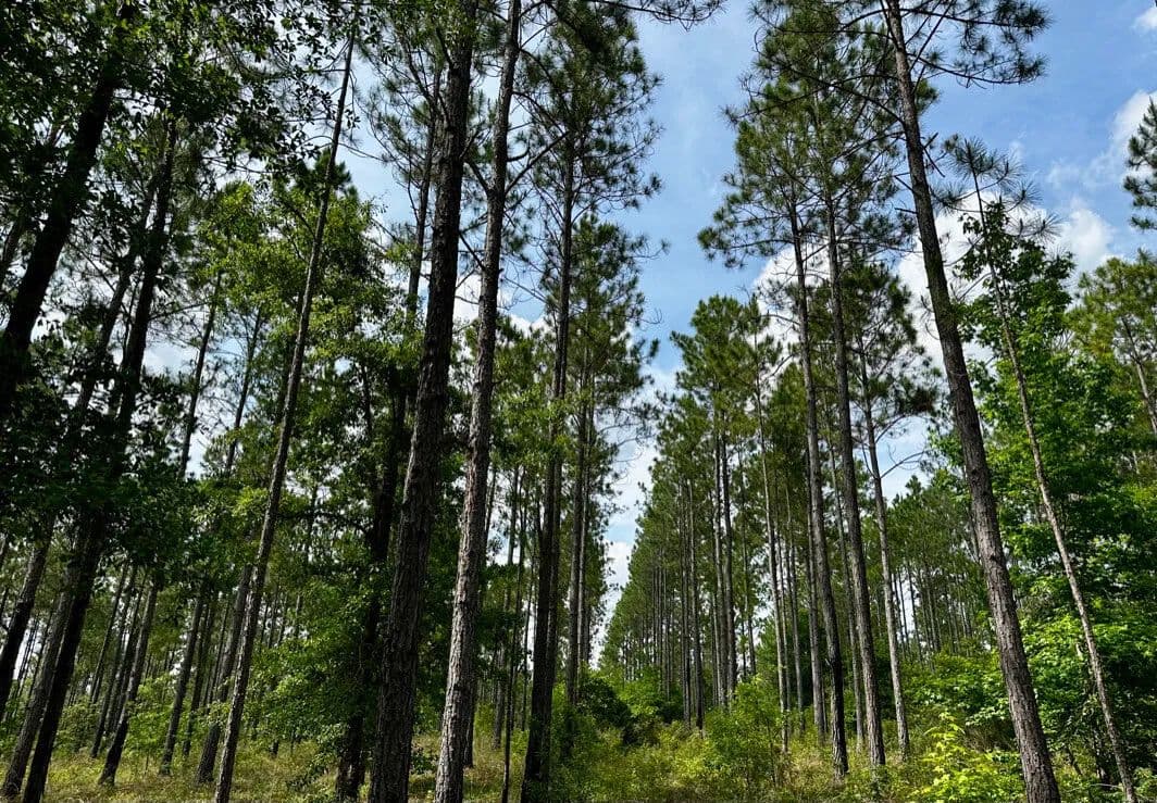 Big Pine Recreation and Hunting - McRae, Georgia, 31055