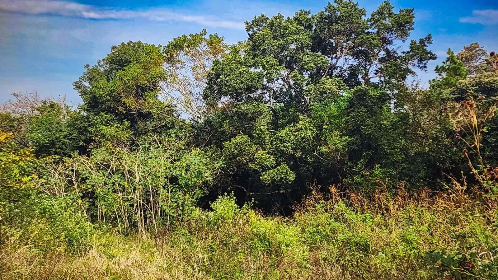 903 Acres of Land for Sale in Ballito, KwaZulu Natal - land for sale