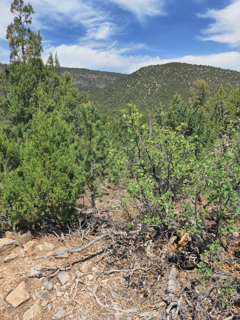 Property from Skyline Lot 14 Place - KW - Sandia Park, New Mexico, 87047