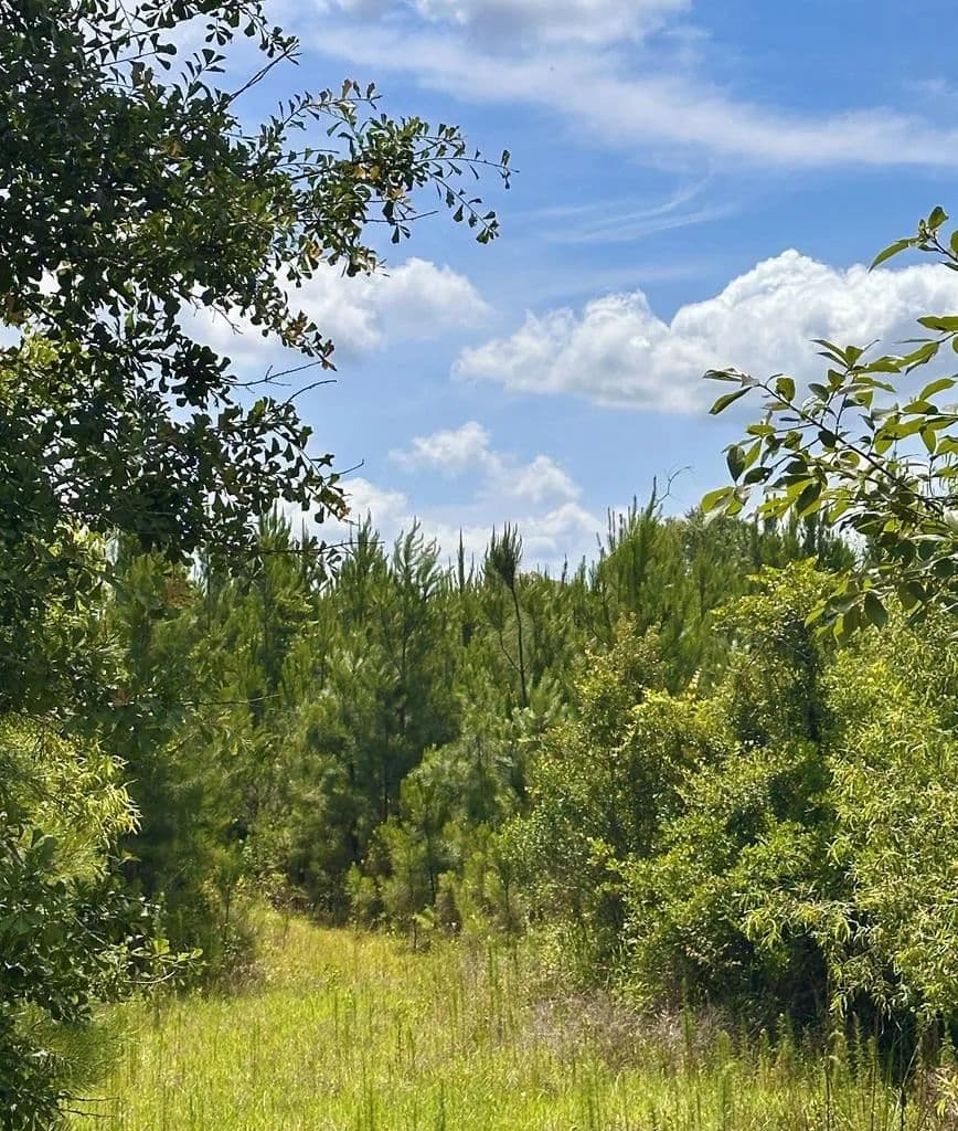 74.4 Acres of Land for Sale in Lenox, Georgia - Lenox, Georgia, 31637