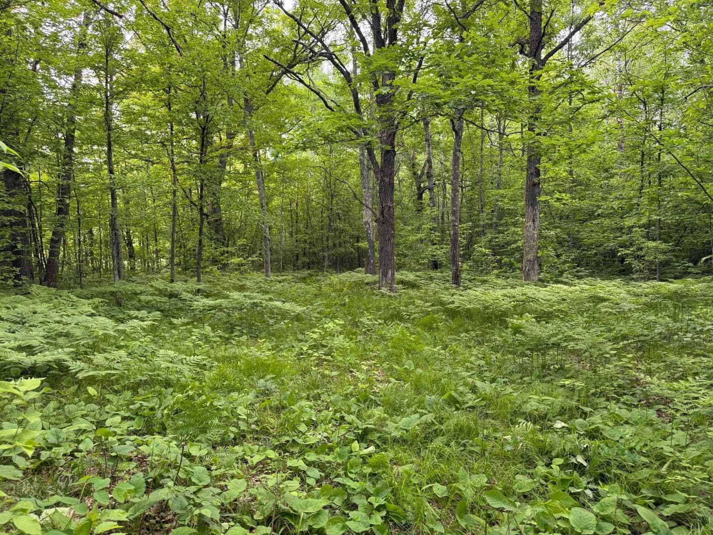 40 Acres of Land for Sale in Pine City, Minnesota - Pine City, Minnesota, 55063