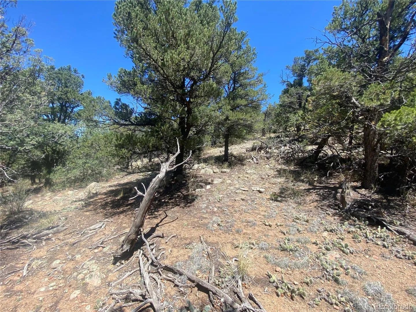 Property from TR-142 17th Trail - KW - Cotopaxi, Colorado, 81223