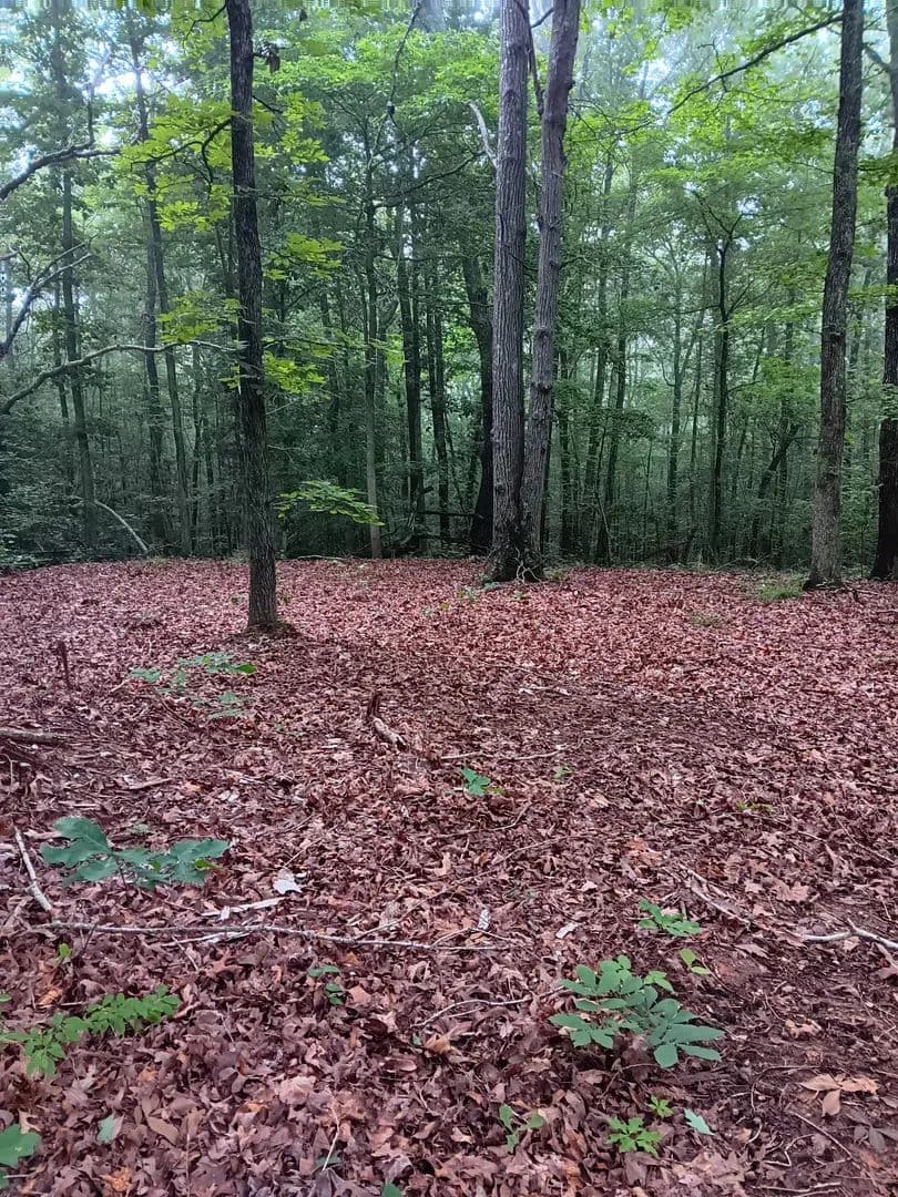 Property from 0 logger lane - KW - Cedar Grove, Tennessee, 38321