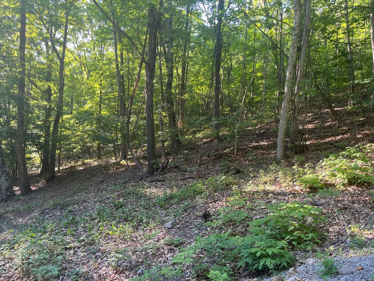 Property from 34 Wild Wood Ridge - KW - Caldwell, West Virginia, 24925