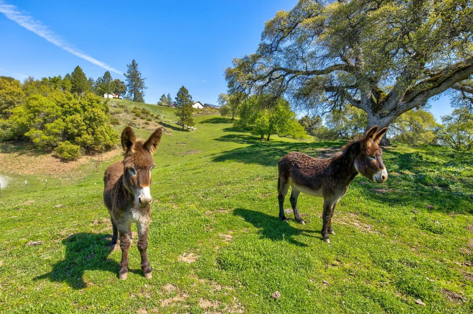 Trembath Ridgetop Ranch - Fiddletown, California, 95629