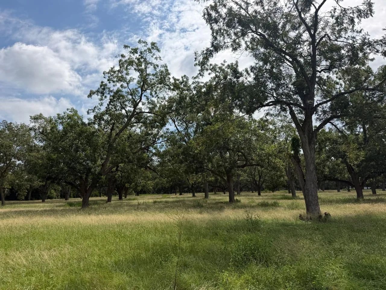 1.97 Acres Homesite on E Wacona Dr (Tract 4) - Waycross, Georgia, 31501