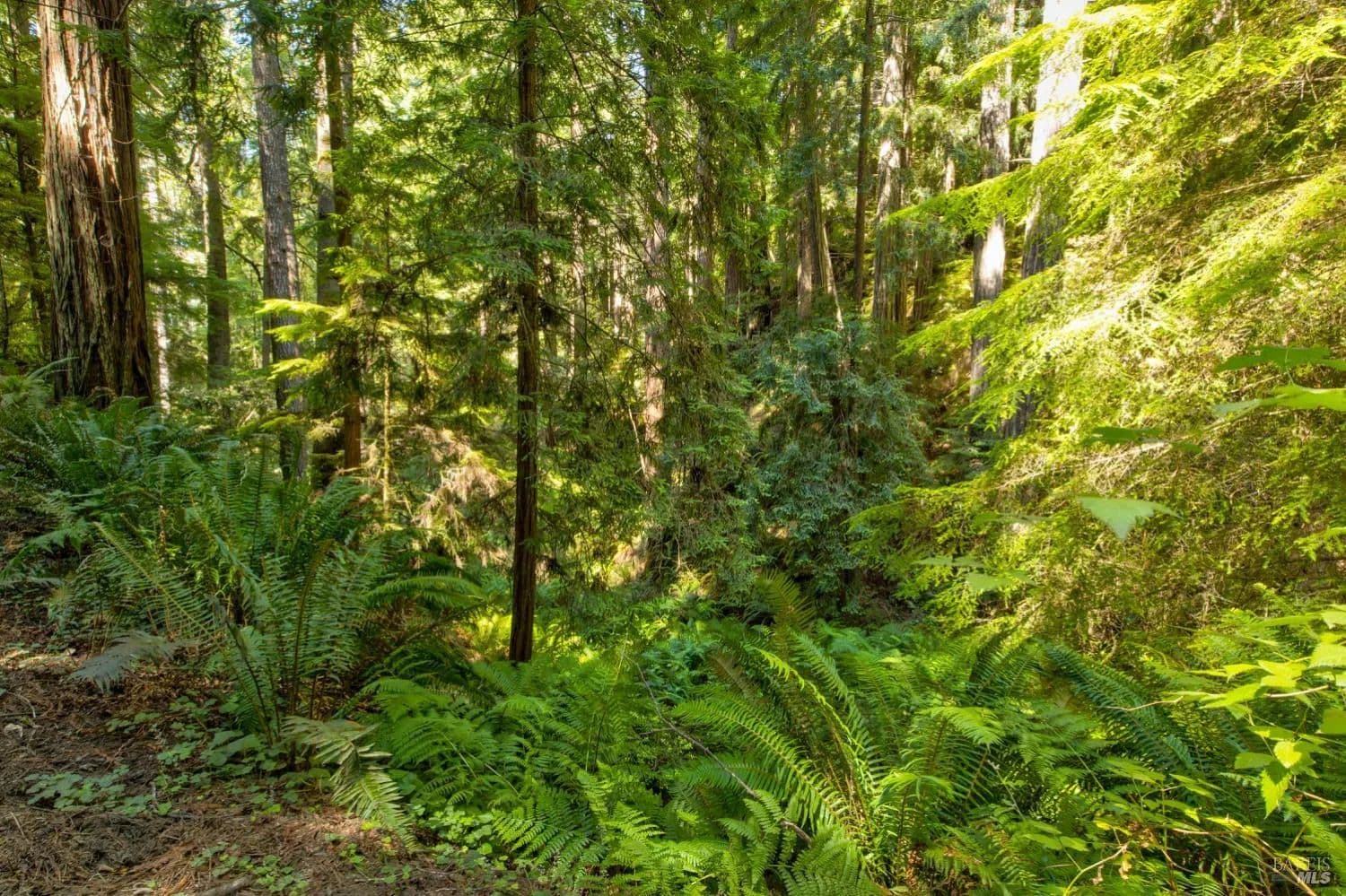 Property from 33170 Frog Pond Road - KW - Little River, California, 95456