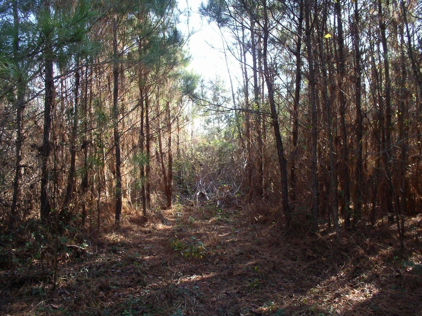 Vacant Land in Warrenton - Warrenton, North Carolina, 27589