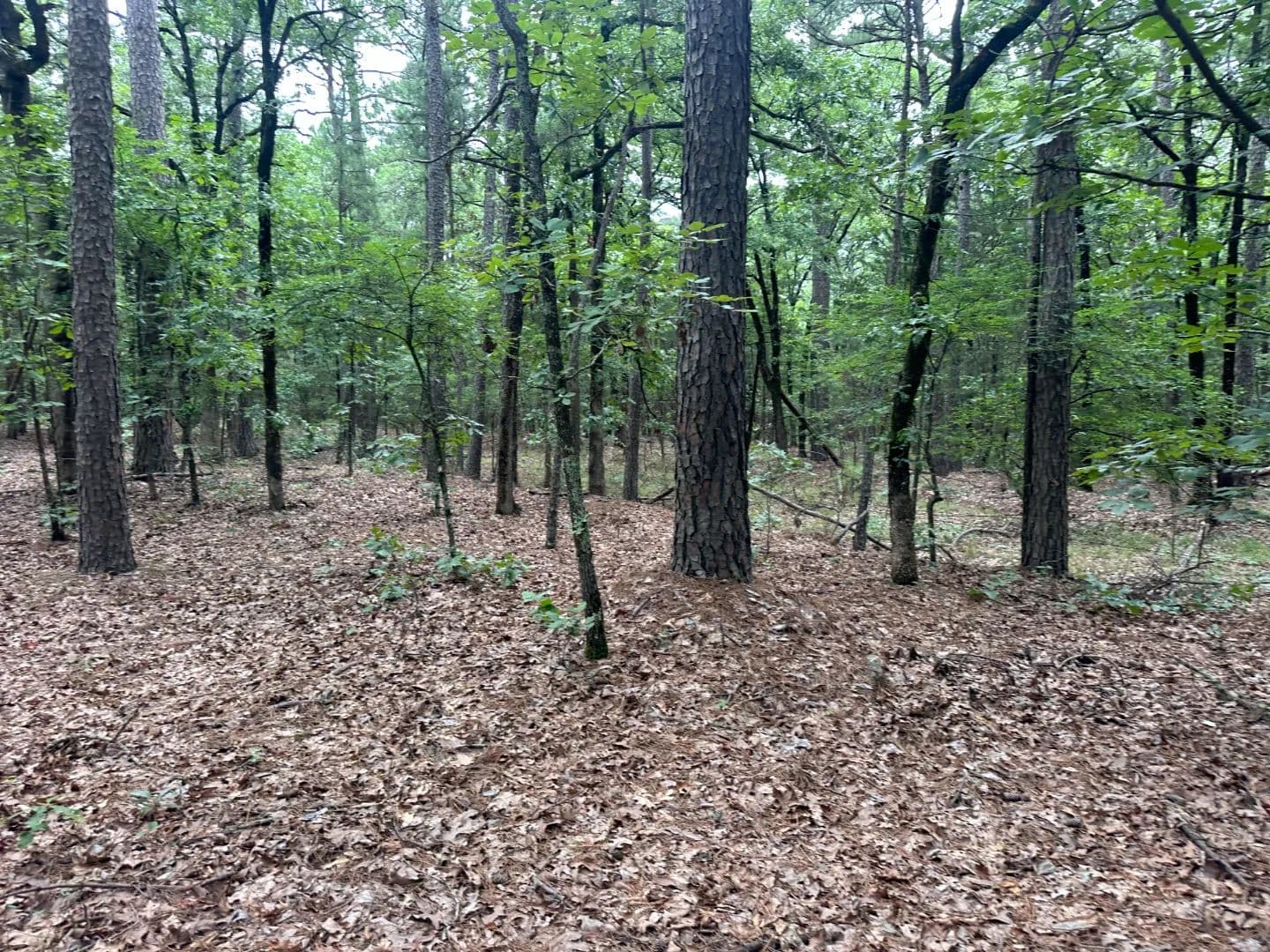 001 Johns Valley Road, Moyers - 40 Acres of wooded land - Moyers, Oklahoma, 74557