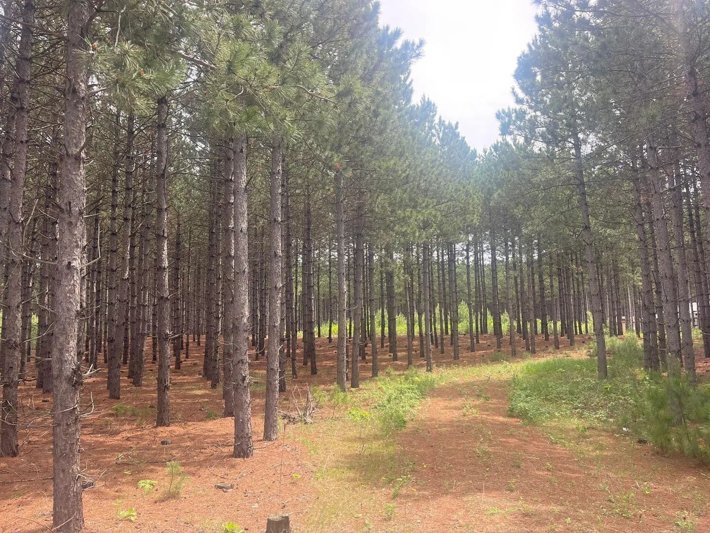 Property from TBD2 County 2 - KW - Nevis, Minnesota, 56467