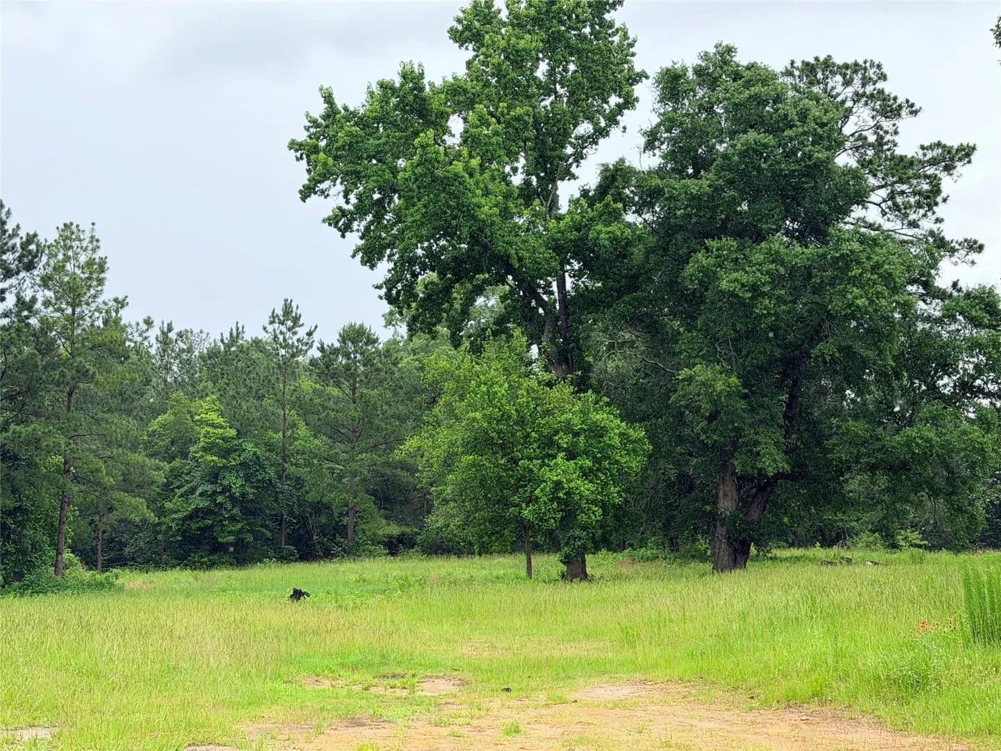 9.92 Acres of Land for Sale in Woodville, Texas - Woodville, Texas, 75979