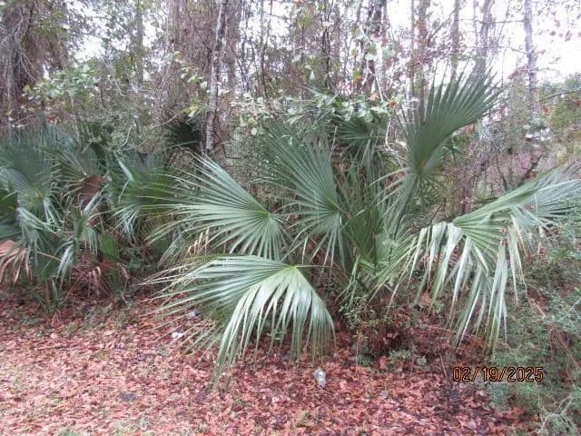 0.28 Acres of Land for Sale in Apalachicola, FL - Apalachicola, Florida, 32320
