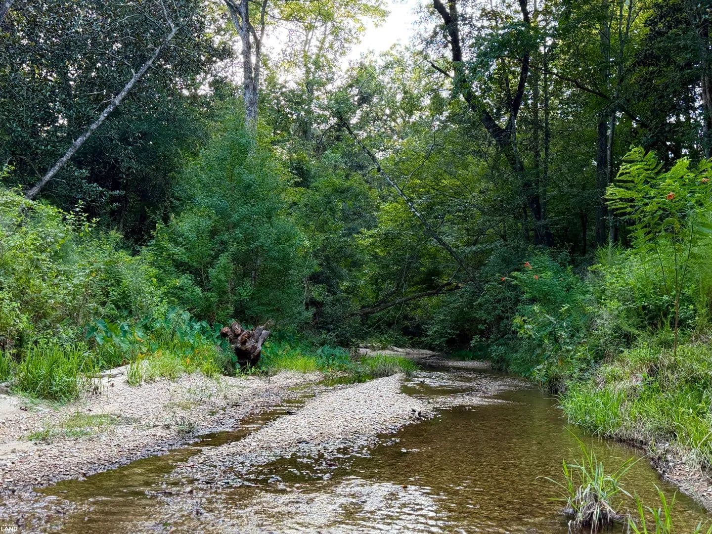 Brookhaven Highway 84 Timber and Hunting Tract - land for sale
