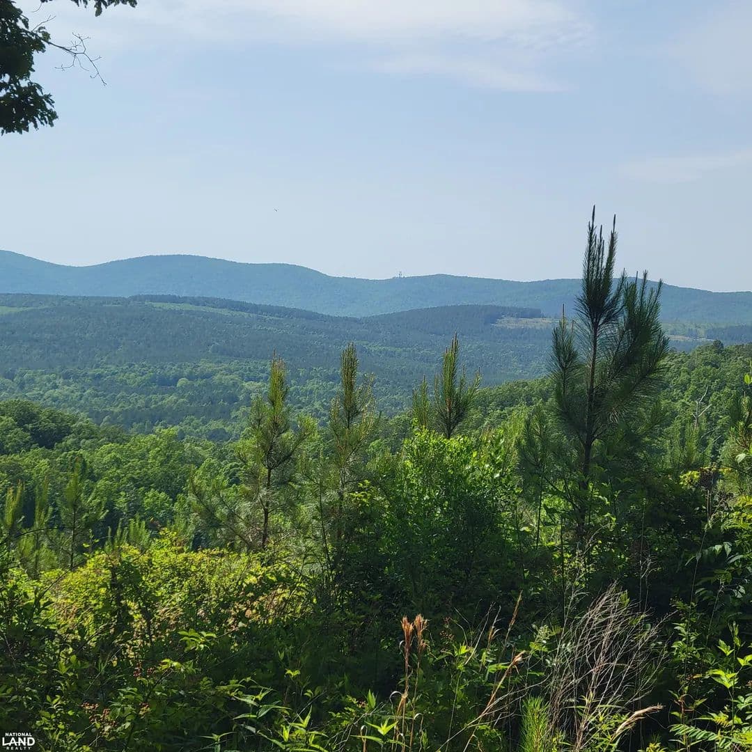 Ashland Long Leaf Timber Investment and Hunting with DEEDED EASEMENT - Ashland, Alabama, 36251