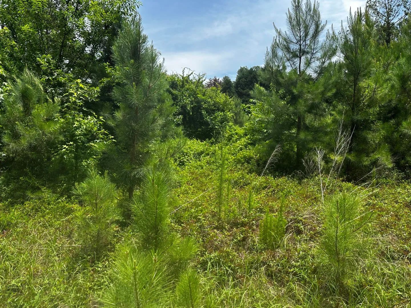 Property from 4400 Livingwood Lane - KW - Sumter, South Carolina, 29154