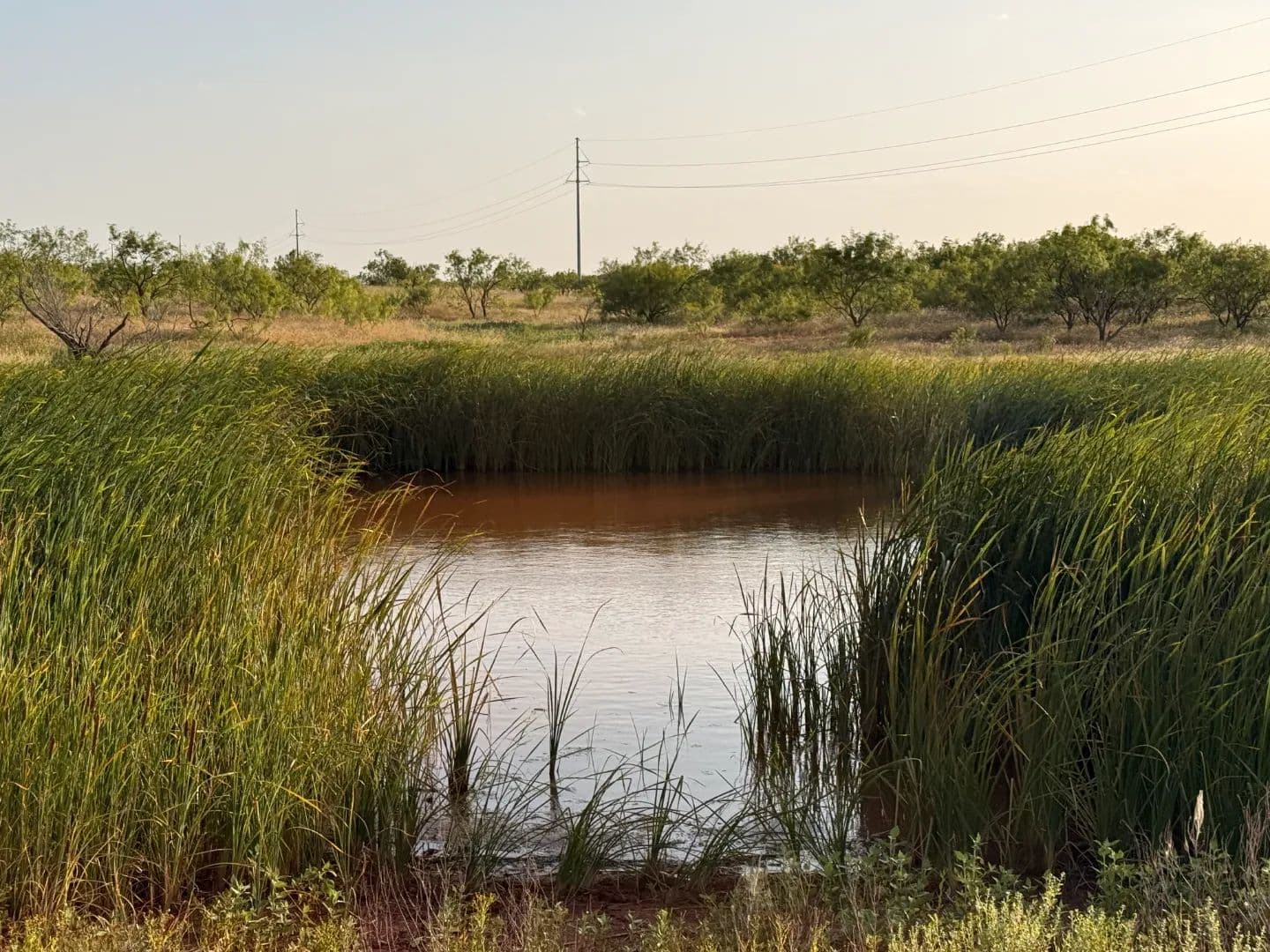 New Listing!!! 33+/- Ac (Tr 5), Taylor Co - Ovalo, Texas, 79541