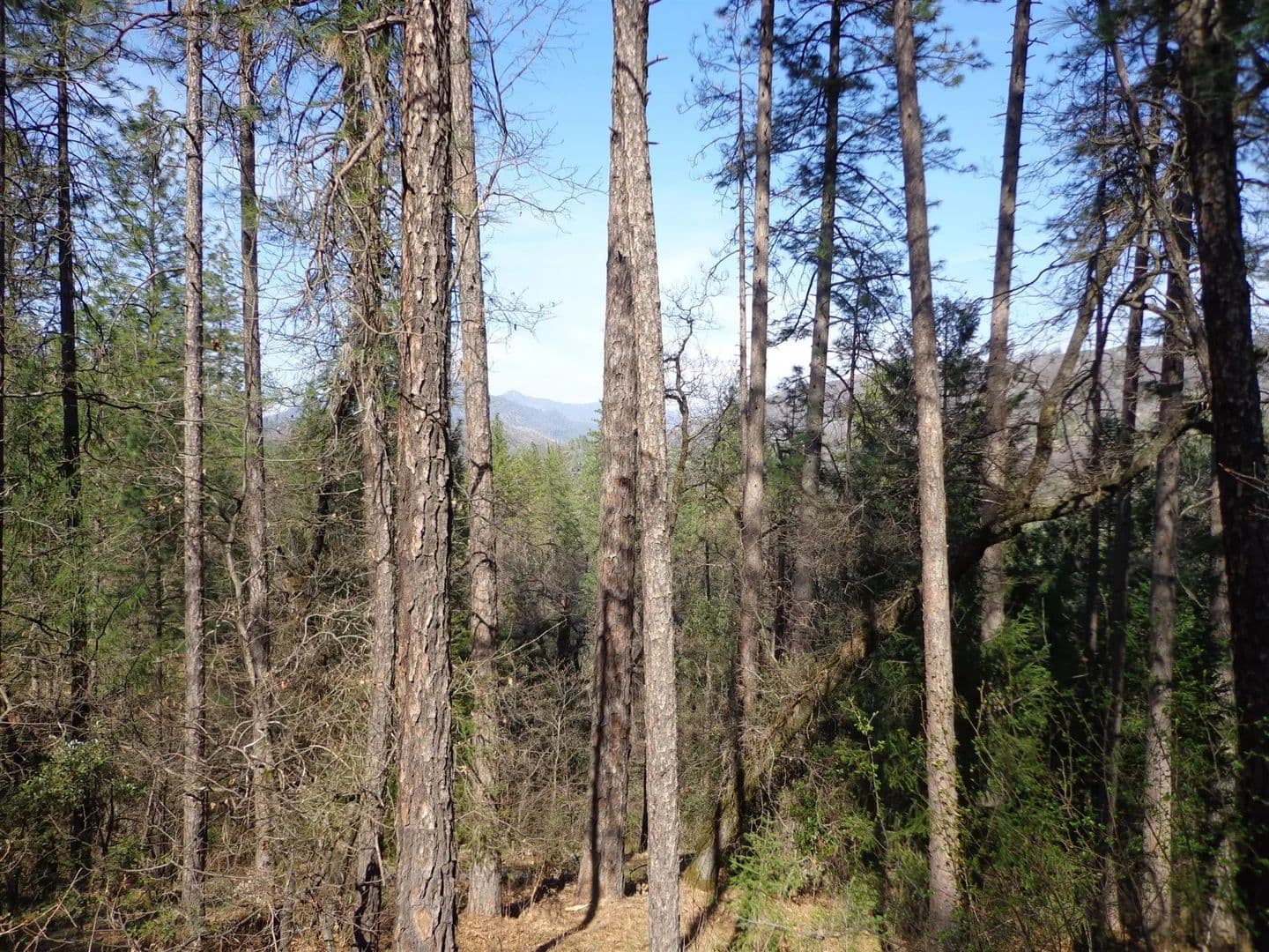 Vacant Land (0-10 Acres) in Lakehead - Lakehead, California, 96051