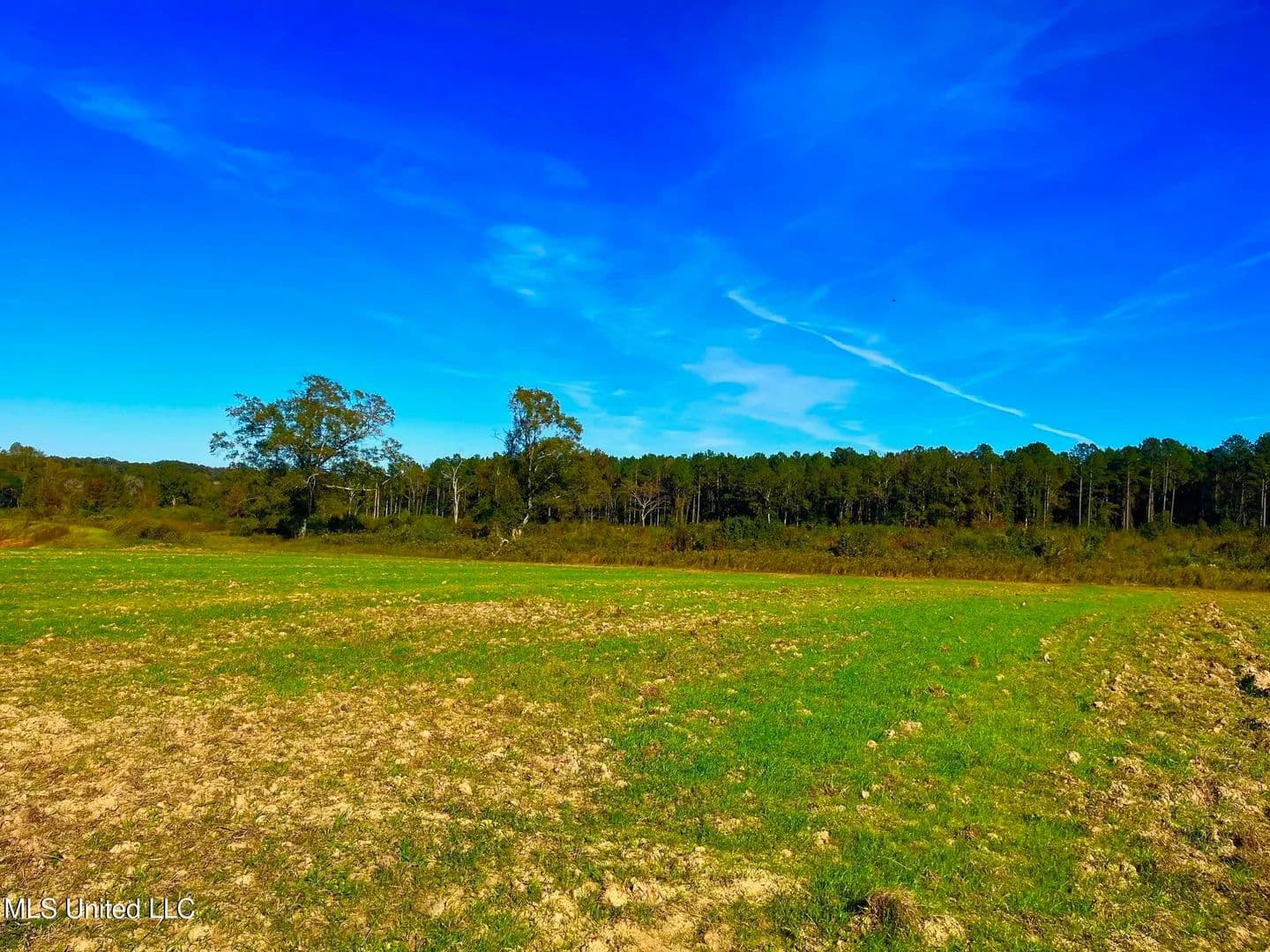 76.5 acres near Sandy Hook, Mississippi in Sandy Hook, Mississippi - photo 3