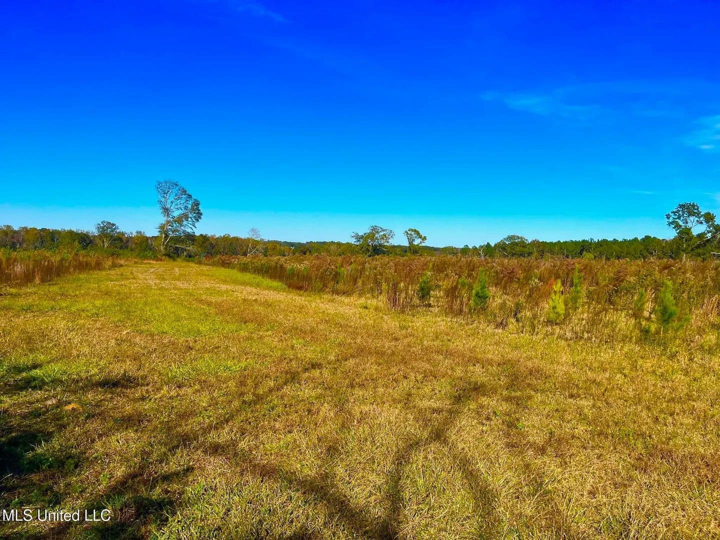 76.5 acres near Sandy Hook, Mississippi in Sandy Hook, Mississippi - photo 6