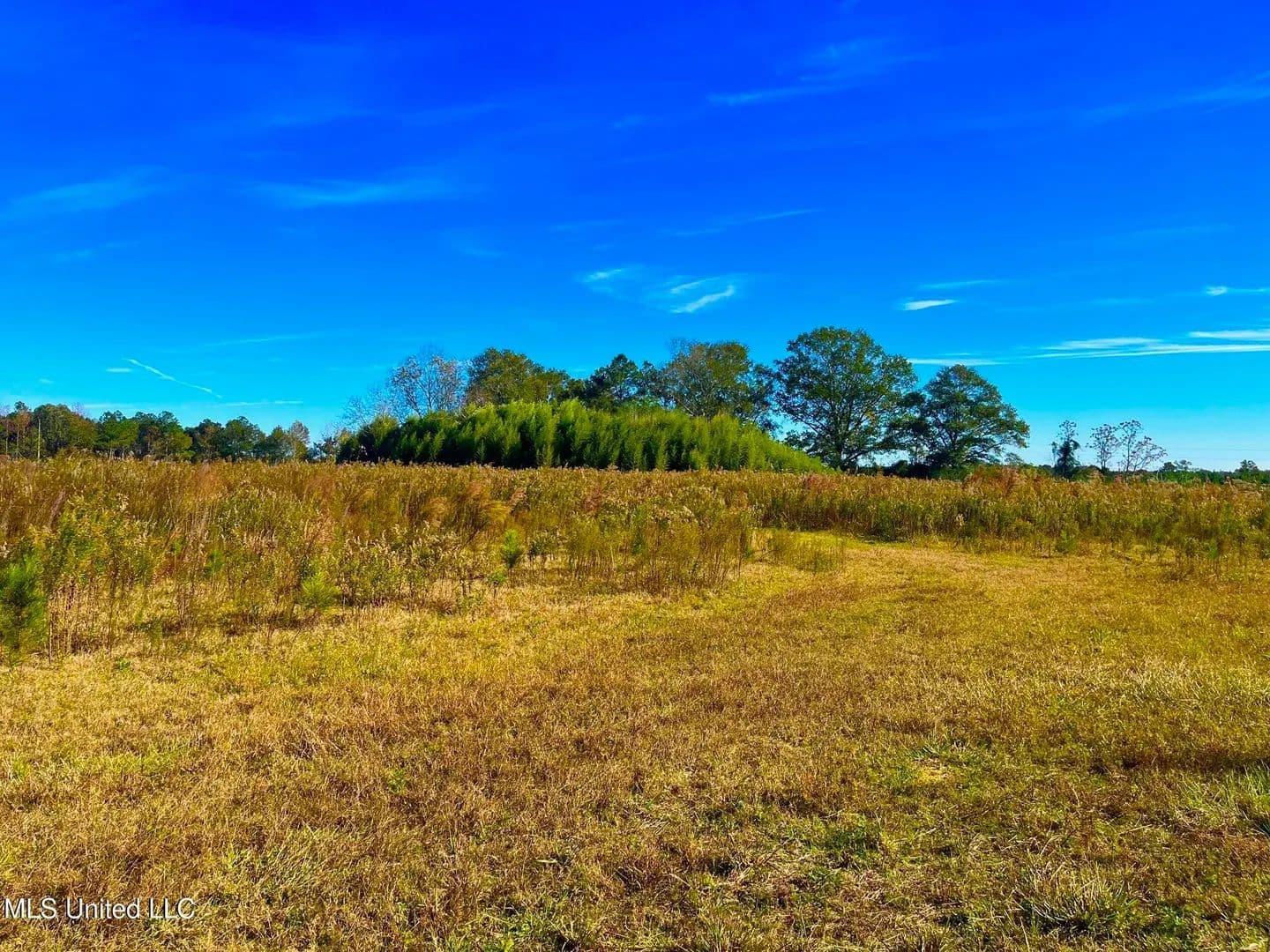 76.5 acres near Sandy Hook, Mississippi in Sandy Hook, Mississippi - photo 7