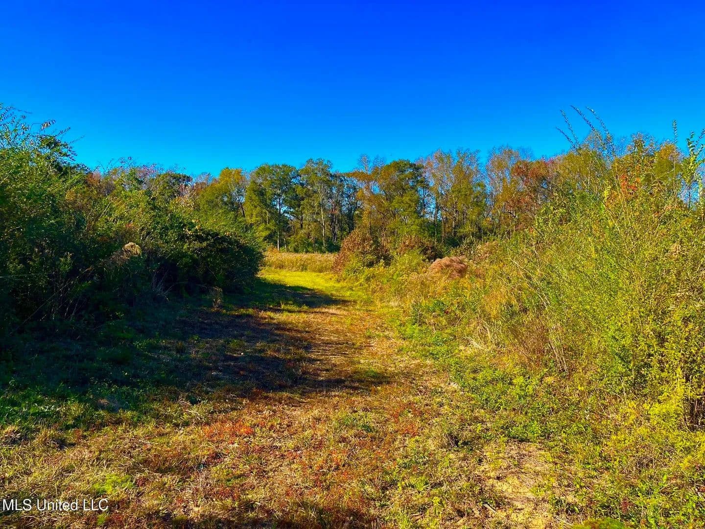 76.5 acres near Sandy Hook, Mississippi in Sandy Hook, Mississippi - photo 9