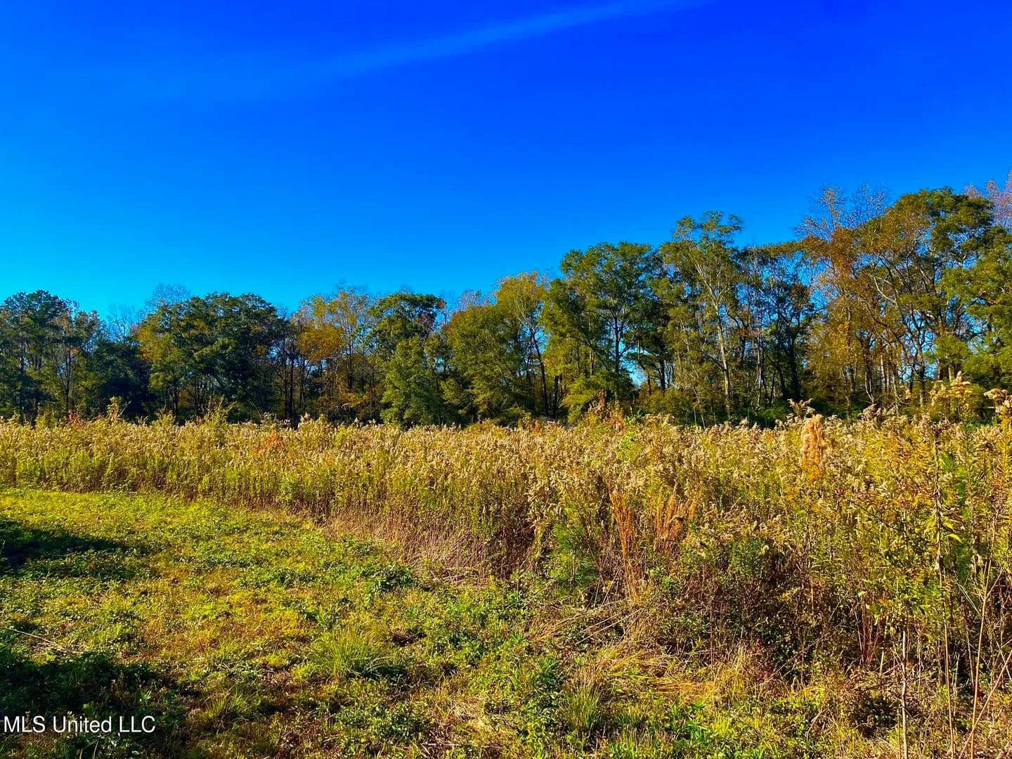 76.5 acres near Sandy Hook, Mississippi in Sandy Hook, Mississippi - photo 10