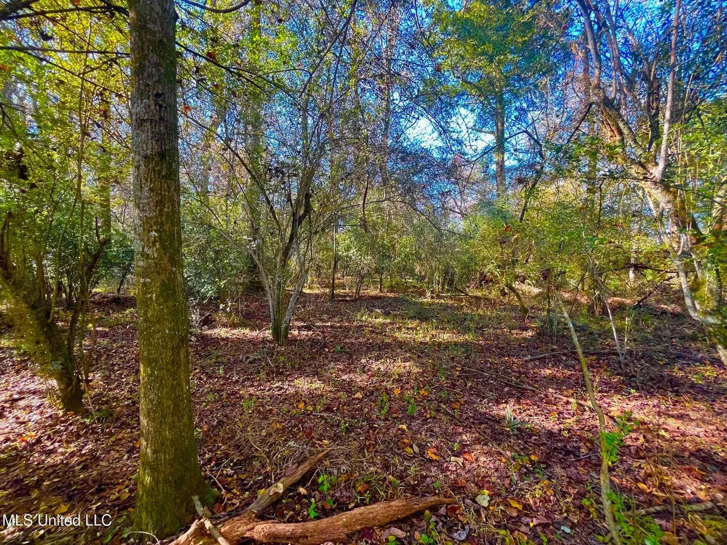 76.5 acres near Sandy Hook, Mississippi in Sandy Hook, Mississippi - photo 11