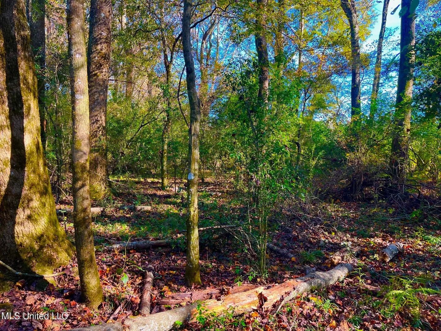 76.5 acres near Sandy Hook, Mississippi in Sandy Hook, Mississippi - photo 13