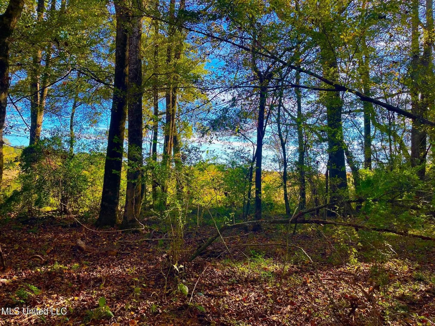 76.5 acres near Sandy Hook, Mississippi in Sandy Hook, Mississippi - photo 14