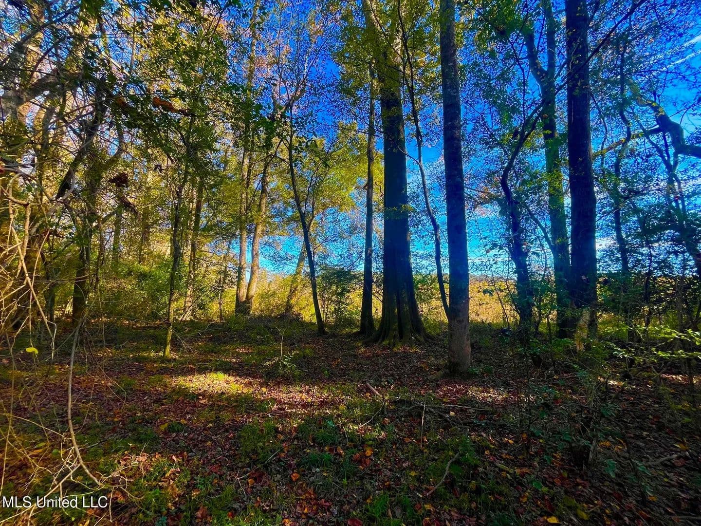 76.5 acres near Sandy Hook, Mississippi in Sandy Hook, Mississippi - photo 15