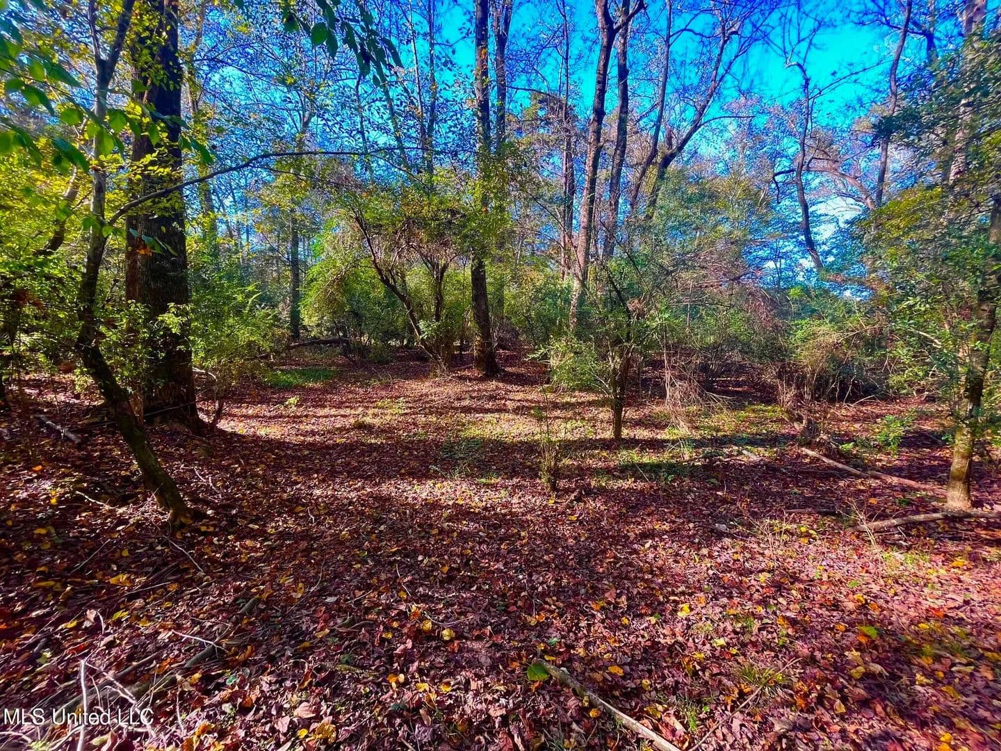 76.5 acres near Sandy Hook, Mississippi in Sandy Hook, Mississippi - photo 18