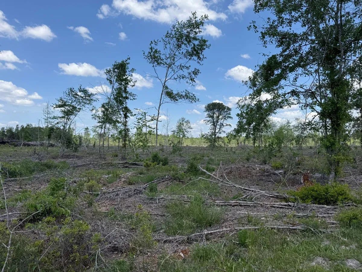 Pinelands - Colquitt, Georgia, 39823
