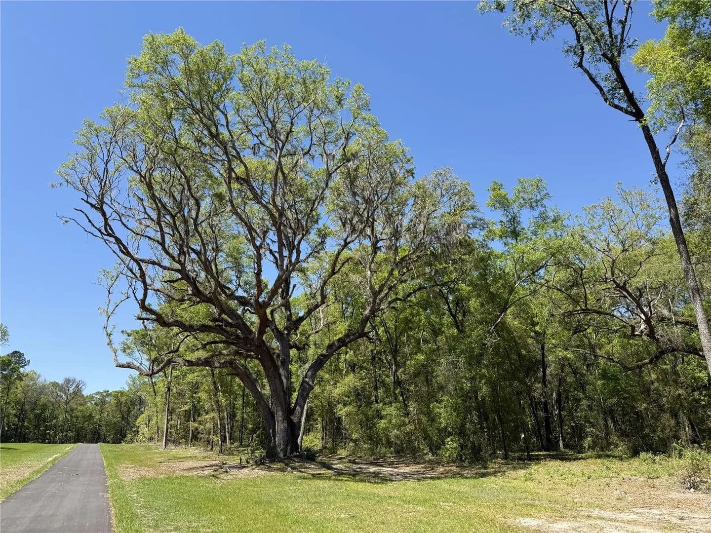 13.79 Acres of Land for Sale in Reddick, Florida - Reddick, Florida, 32686