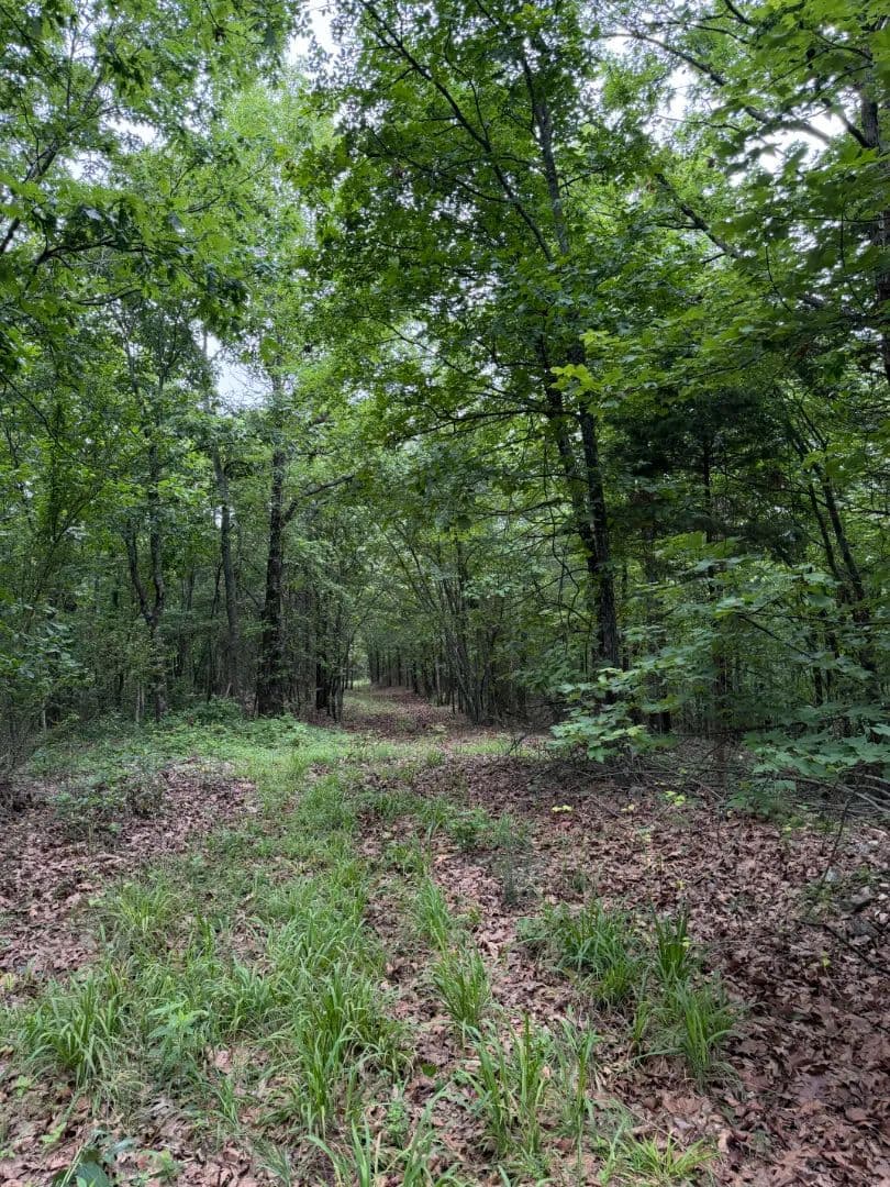 61 Acres in Polk County, AR - Cove, Arkansas, 71937