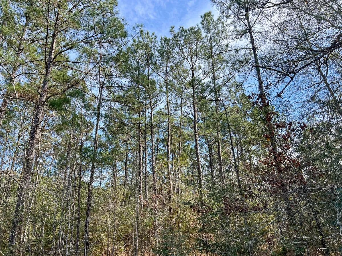 Property from T-1 Zavalla Road - KW - Mauriceville, Texas, 77626