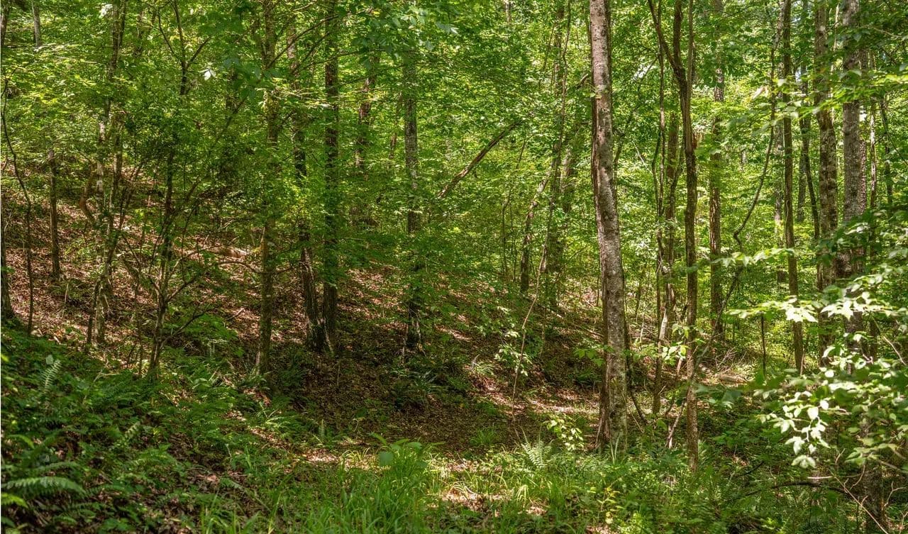 Tannehill: 163 Acres in Bibb County - West Blocton, Alabama, 35184