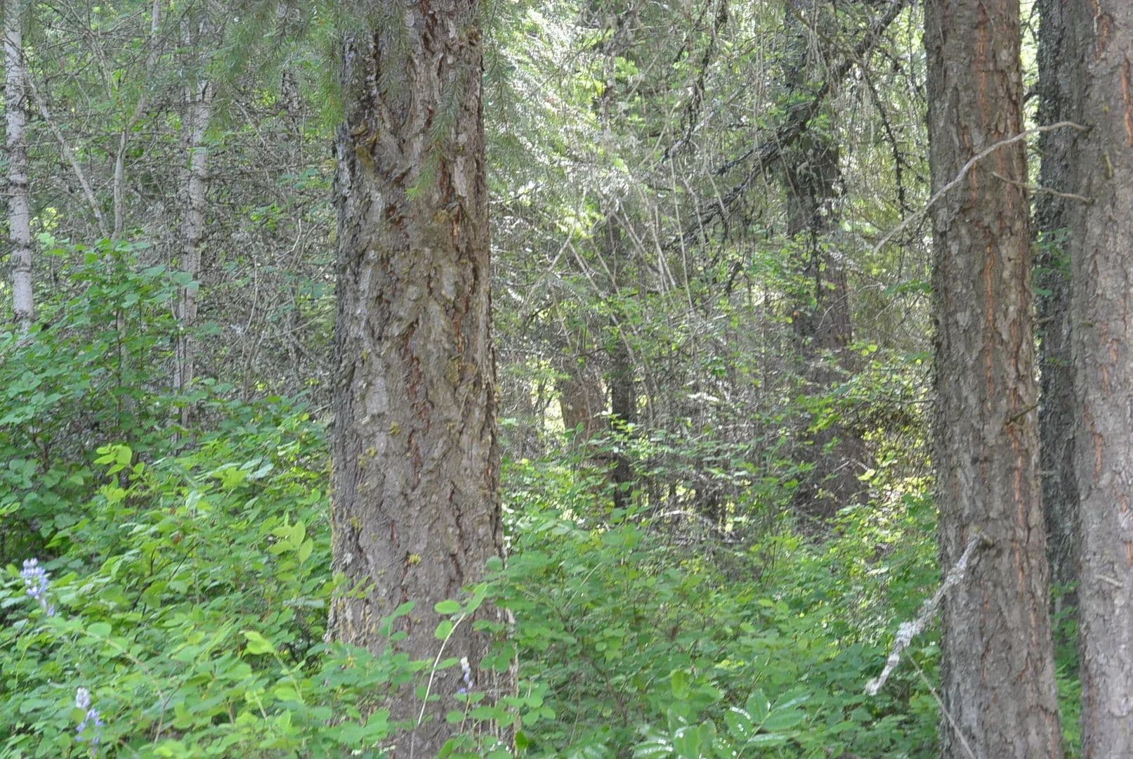 Property from 2594 F FLOWERY TRAIL RD - KW - Chewelah, Washington, 99109