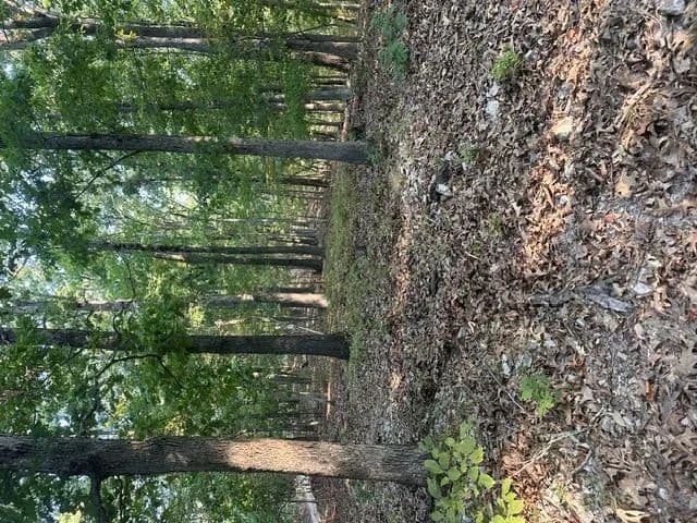 Land -Single Family Acreage in Eureka Springs - Eureka Springs, Arkansas, 72631