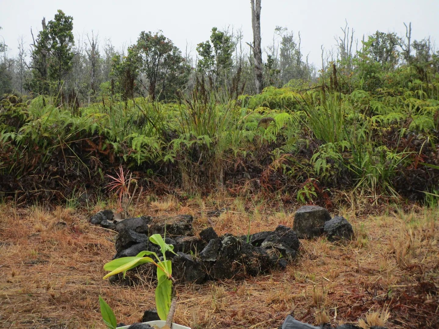 3 Acres of Land for Sale in Volcano, Hawaii - Volcano, Hawaii, 96785