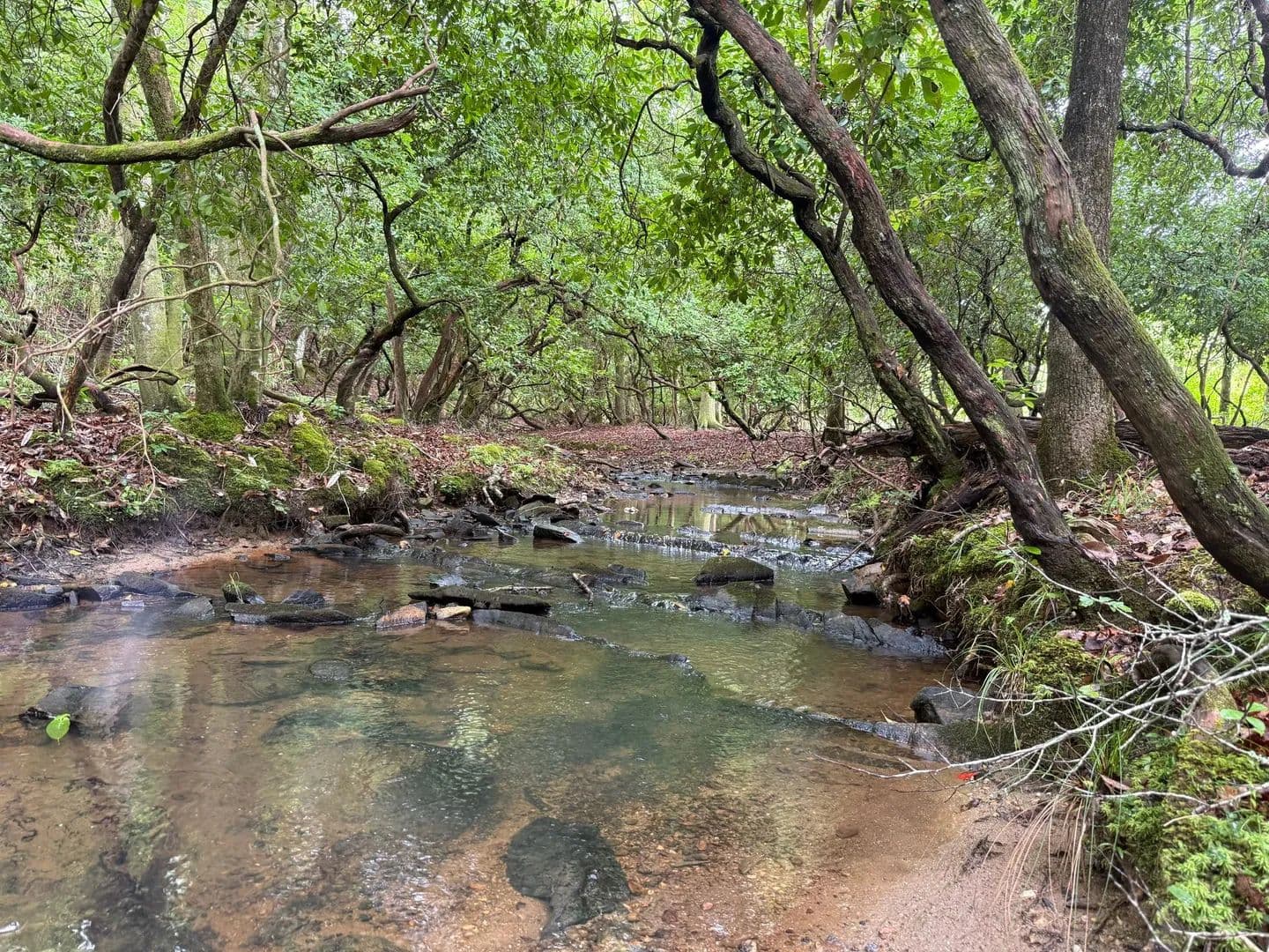 40+/- ac - Eclectic, AL - Eclectic, Alabama, 36024