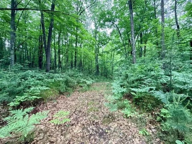 5 Acres of Land for Sale in Hayward, Wisconsin - land for sale