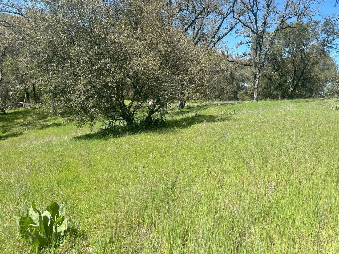 Property from 4600 Summer Creek Court - KW - Shingle Springs, California, 95682