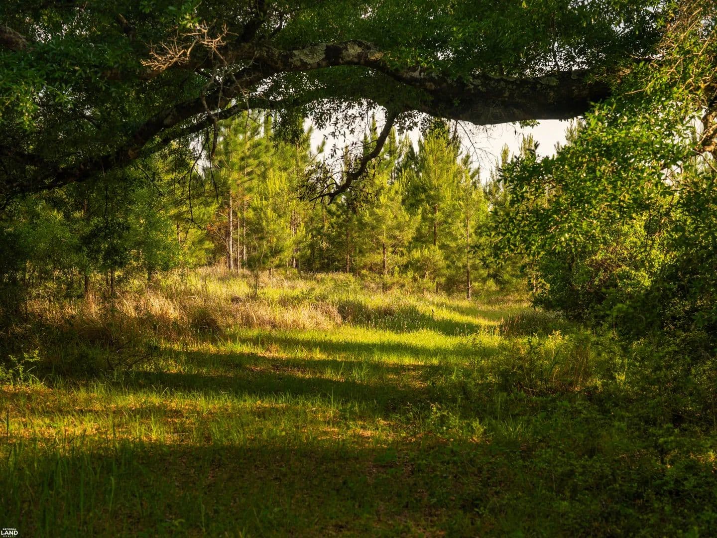 Phillipsville Dyas Creek Investment Tract - Bay Minette, Alabama, 36507