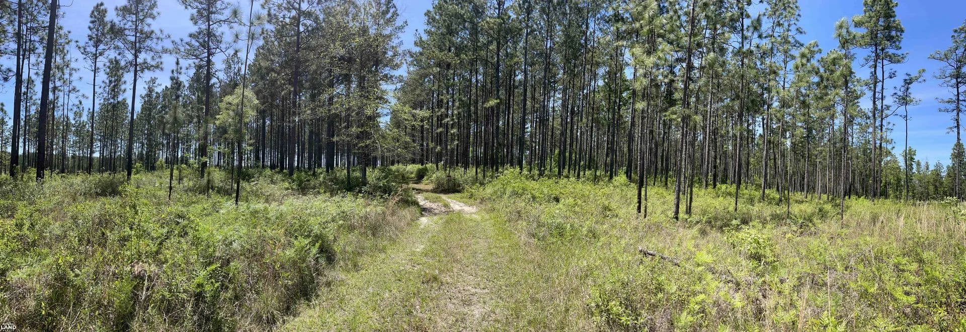 Dyas Homesite and Investment Tract - Bay Minette, Alabama, 36507